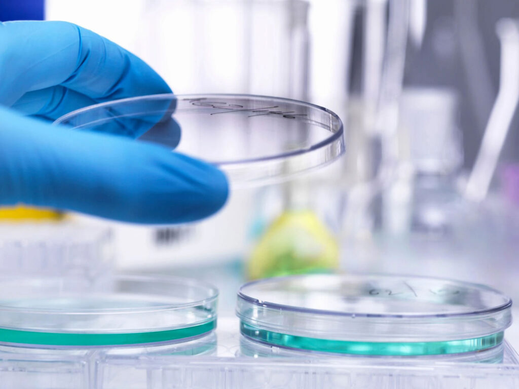 white glove petri dish glass dish