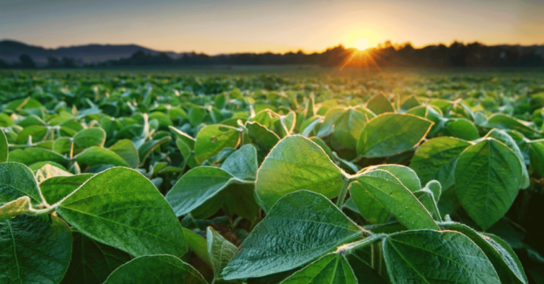 Field in early morning. Agriculture.